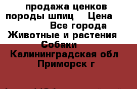 продажа ценков породы шпиц  › Цена ­ 35 000 - Все города Животные и растения » Собаки   . Калининградская обл.,Приморск г.